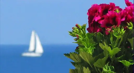 Floral logo design